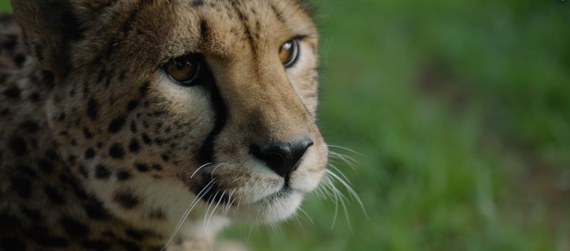 National Zoo & Aquarium: Jamala TVC